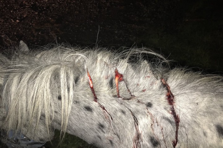 Shetland Pony Put Down after Being Stabbed and Slashed in Sunderland